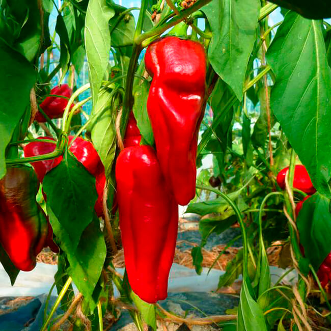 Перец  Испанский мамонт