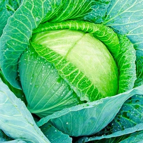 Капуста позняя  ЛАНГЕДЕЙКЕР