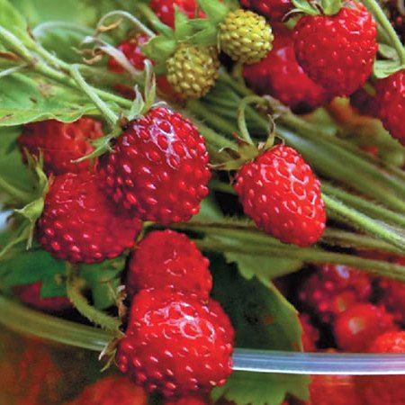 Земляника "Регина" в контейнере